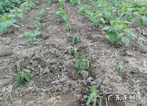 夏芝麻种植时间和方法