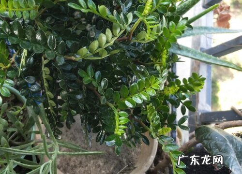 清香木是草本还是木本