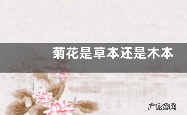 菊花是草本还是木本