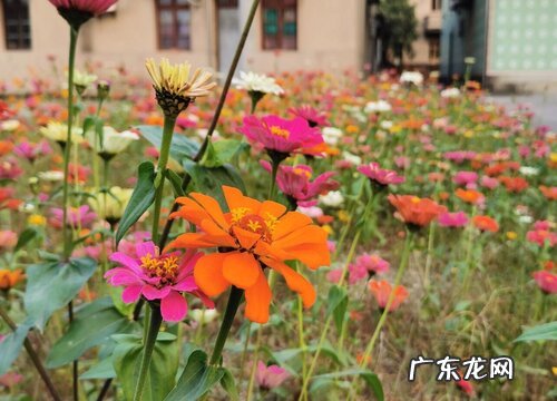 菊花是草本还是木本