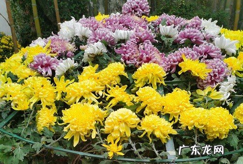 菊花是草本还是木本