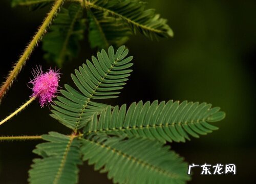 含羞草的生长习性特点和生长环境条件