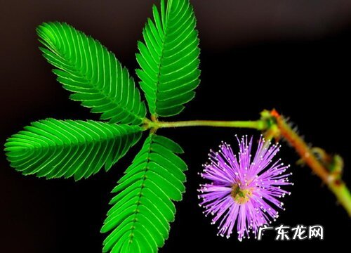 含羞草的生长习性特点和生长环境条件