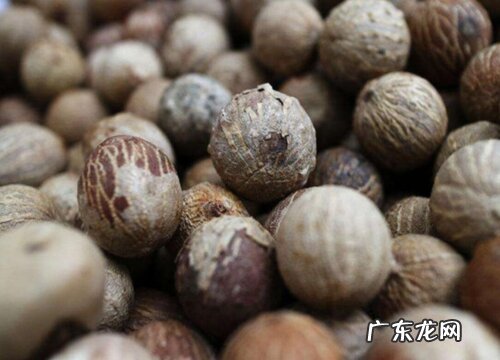 菩提是什么植物的果实