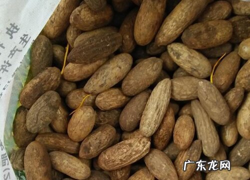 菩提是什么植物的果实