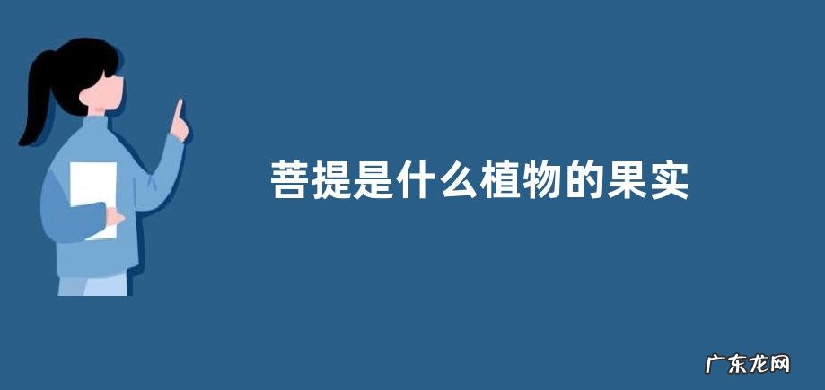菩提是什么植物的果实