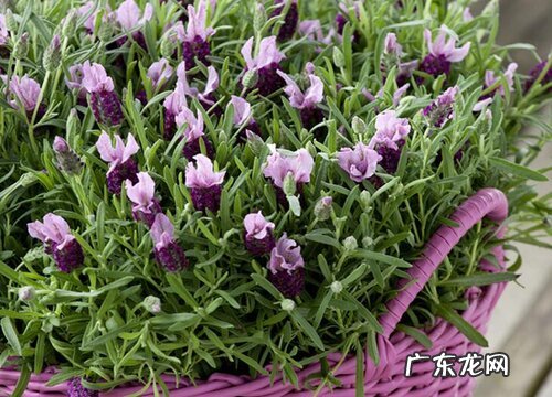 薰衣草四季开花吗