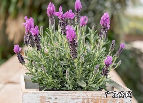 薰衣草四季开花吗