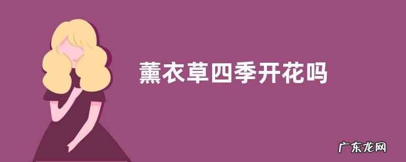 薰衣草四季开花吗