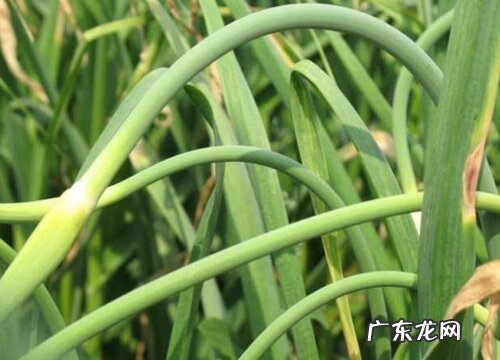 蒜苔开花吗 开花什么样子