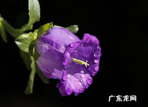 风铃花是草本还是木本植物