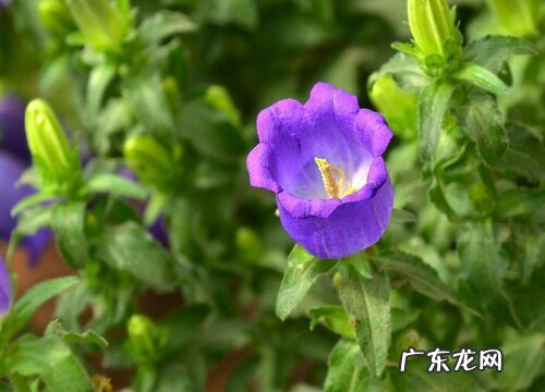 风铃花是草本还是木本植物