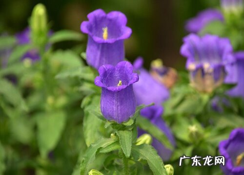 风铃花是草本还是木本植物
