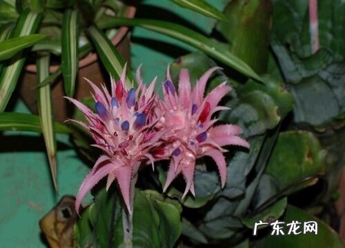 和鸿运当头很像的花