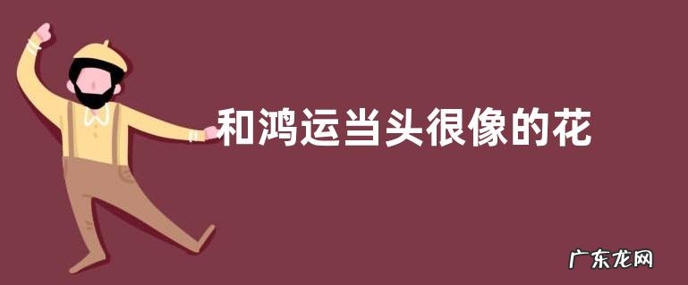 和鸿运当头很像的花