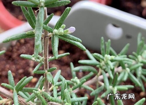 迷迭香可以水培吗 水培迷迭香注意事项