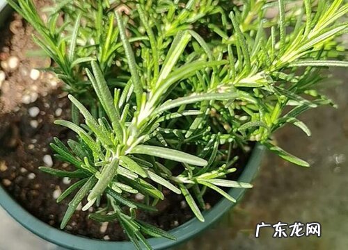 迷迭香可以水培吗 水培迷迭香注意事项