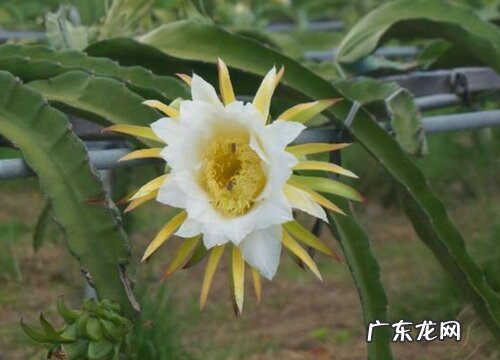 火龙果花是什么颜色的