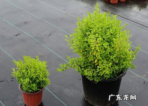 女贞几年开花结果