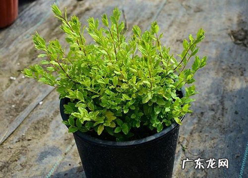 女贞几年开花结果