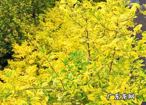 女贞几年开花结果