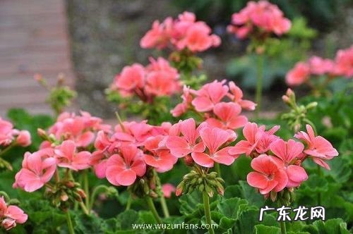 天竺葵怕冻吗 能放在室外过冬吗