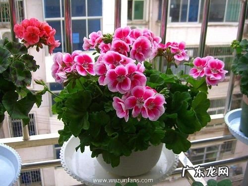 天竺葵怕冻吗 能放在室外过冬吗