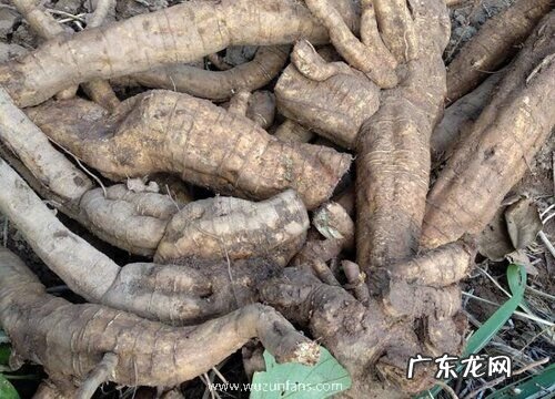 葛根开花吗 开花什么样子