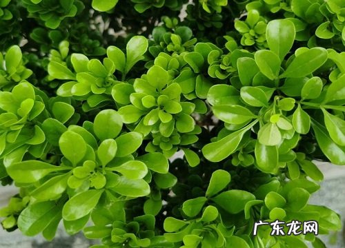 米兰四季开花吗