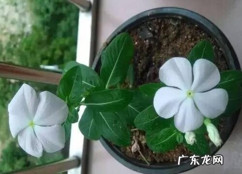 春夏秋冬四季开的花有哪些 一年四季开花的植物有哪些