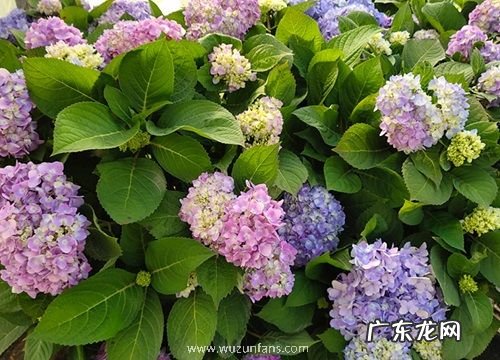 无尽夏绣球是草本还是木本