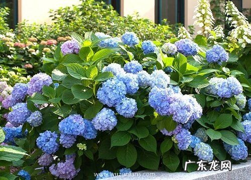 无尽夏绣球是草本还是木本