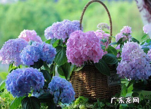 无尽夏绣球是草本还是木本