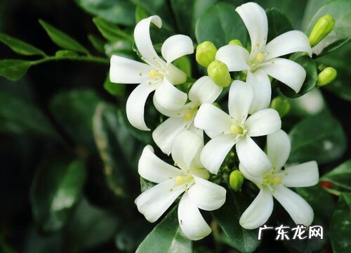 九里香四季开花吗
