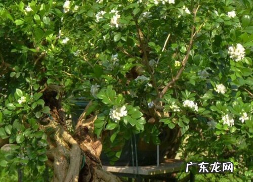 九里香四季开花吗