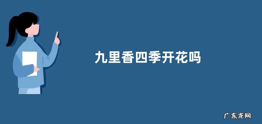 九里香四季开花吗