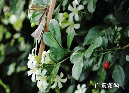 九里香四季开花吗