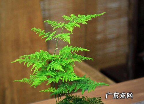 文松多久浇一次水