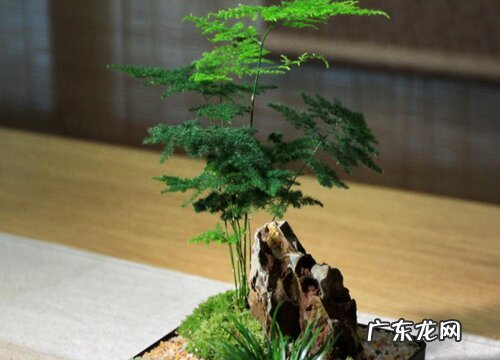 文松多久浇一次水