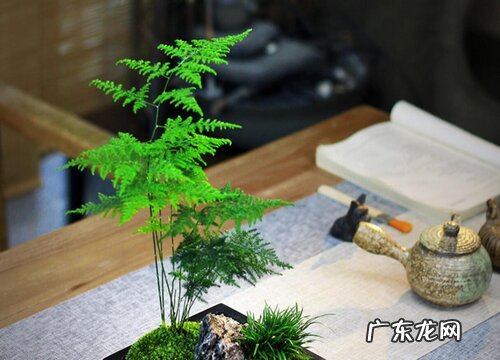 文松多久浇一次水