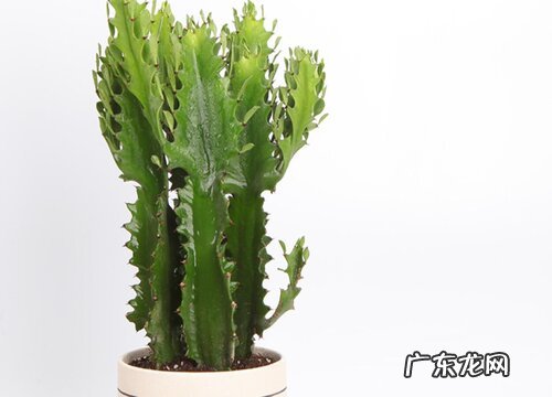 龙骨可以淋雨吗