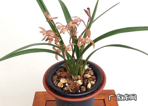 兰花四季开花吗