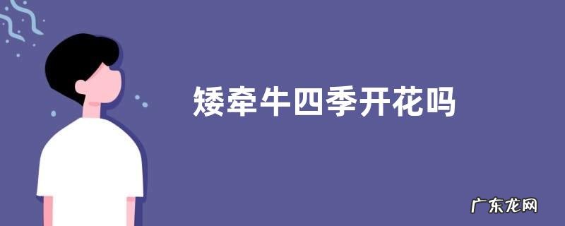 矮牵牛四季开花吗
