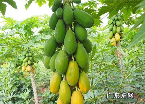 木瓜树是一年一种吗