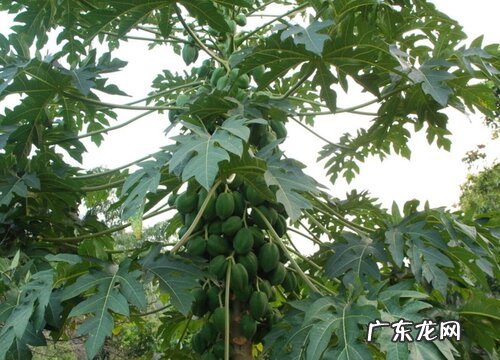 木瓜树是一年一种吗