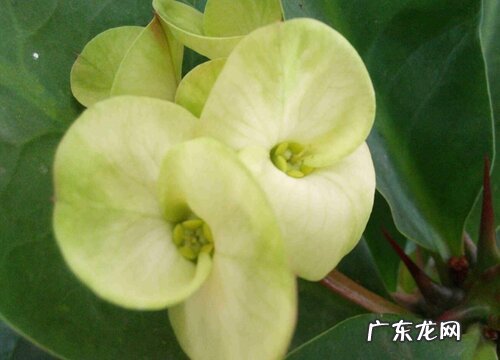 刺梅有毒吗 可以放在室内养吗