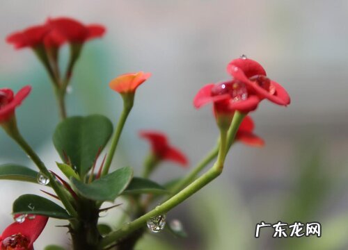 刺梅有毒吗 可以放在室内养吗