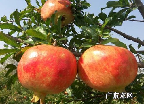 石榴的生长习性和生长特点