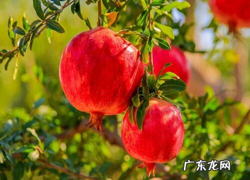 石榴的生长习性和生长特点