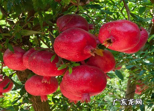 石榴的生长习性和生长特点